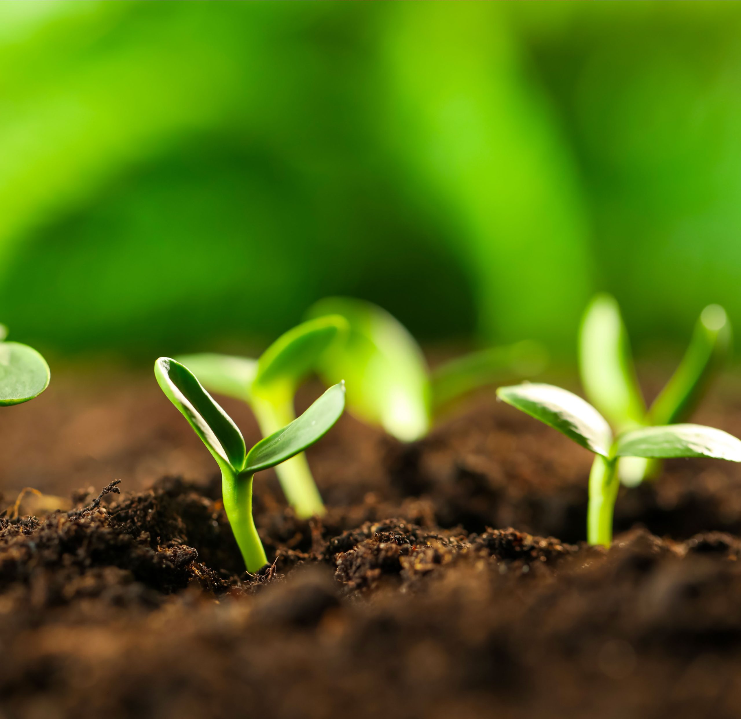 greenseedling